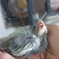 فروش جوجه سرلاکی طوطی عروس