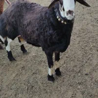 دو راس بره قوچی درجه یک