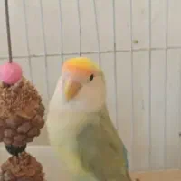 جفت طوطی برزیلی بالغ