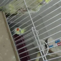 پرنده عروس جفت