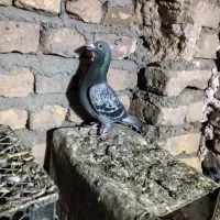 کفتر|پرنده|گناباد, |دیوار
