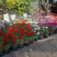 خدمات باغبانی  هرس کاری  بیل زنی|خدمات باغبانی و درختکاری|کرج, فاز ۲ مهرشهر|دیوار