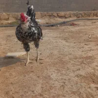 خروس گلین|حیوانات مزرعه|بندر گناوه, |دیوار