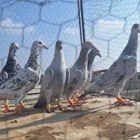 کفتر پرشی همه نر|پرنده|الوند, |دیوار