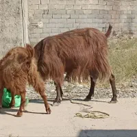 بز و بزغاله