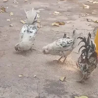 ۳عدد چهل پوپ۲خروس ومرغ تخم گزار گلین اصل