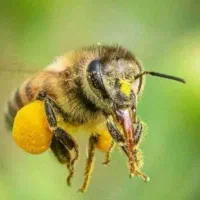 زنبور عسل