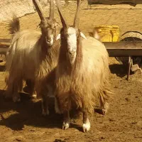 فروش نر بز|حیوانات مزرعه|بوئین زهرا, |دیوار