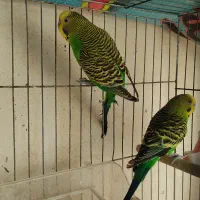 مرغ عشق نر|پرنده|عسلویه, |دیوار