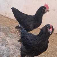 نیمچه سه ماهه مرندی اصیل