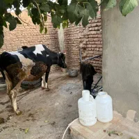 گاو ۸ماه آبستن سیمیتال|حیوانات مزرعه|کوهدشت, |دیوار