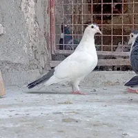 کبوتر|پرنده|زاهدان, |دیوار