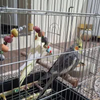 عروس هلندی|پرنده|بروجرد, |دیوار