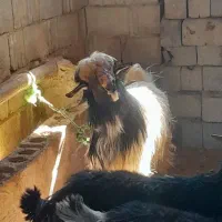 مایل به معاوضه نیستم|حیوانات مزرعه|اردل, |دیوار