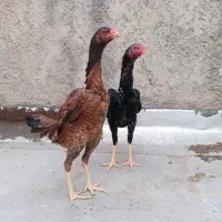 جوجه لاری خروس مرغ لاری