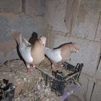 رنگی|پرنده|گنبد کاووس, |دیوار