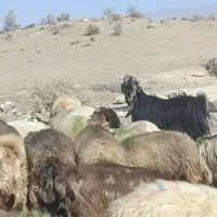 چپش|حیوانات مزرعه|فیروزآباد (فارس), |دیوار