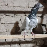 کود کفتر و تخم کفتر