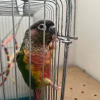 گرینچیک یلو رد مولد|پرنده|ساری, |دیوار