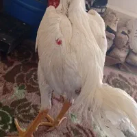 لاری