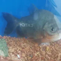 پیرانا شکم قرمز