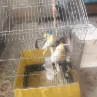 قفس پرنده|لوازم جانبی حیوانات|قم, ولیعصر|دیوار