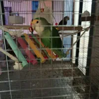کوتوله برزیلی با عروس هلندی
