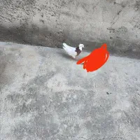 طوقی|پرنده|بناب, |دیوار