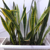 گل آپارتمانی