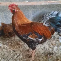 خروس گلین لری و جوجه یه روزه گلبن