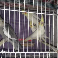 عروس هلندی نر و ماده