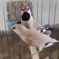 فنچ کراواتی