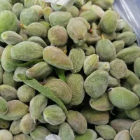 چاقاله بادام