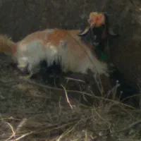 کهره تخمی|حیوانات مزرعه|شهرکرد, |دیوار