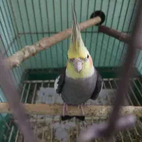 عروس هلندی|پرنده|بندرعباس, |دیوار