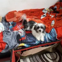 سگ دستی شیتزو تریر