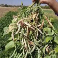 لوبیا چیتی بذری پاکوتاه پربار(تضمین جوانه زنی)