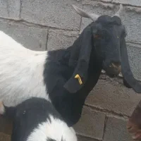 فروش چهار راس بز دوقلو زا شیری مورسیا هیکل