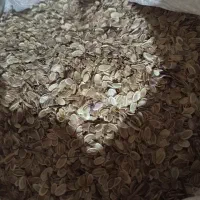 بذر آنغوزه شیرین و مطمئن برای سبز شدن