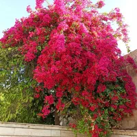 فروش-منزل-ویلایی