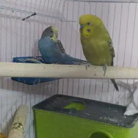 مرغ عشق|پرنده|صدرا-فارس, فاز ۱|دیوار