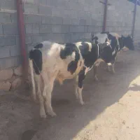 گاو و گوساله|حیوانات مزرعه|سرپل ذهاب, |دیوار