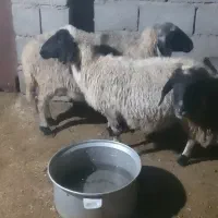 میش|حیوانات مزرعه|رفسنجان, |دیوار