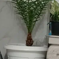 گل  درختچه خرما