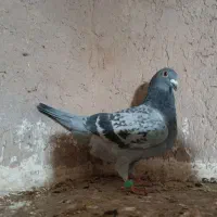 5تا کبوتر دیوانه 3تا نر 2 تا ماده|پرنده|تربتحیدریه, کاشانی|دیوار