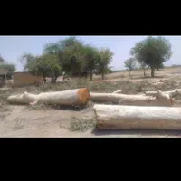 شرکت خرید چوب اکالیبتوس وخریدار انواع درخت|خدمات باغبانی و درختکاری|اهواز, دغاغله|دیوار