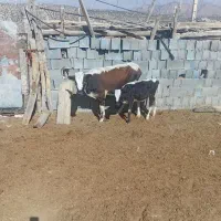 گاو وگوساله  وماده ونر|حیوانات مزرعه|اقلید, |دیوار