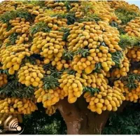 خریدار چوب .برش چوب  وهرس با اره برقی