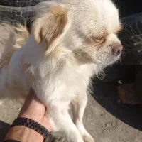 سگ پاکوتا شیتزو|سگ|گرگان, |دیوار