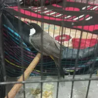 قناری مست مست